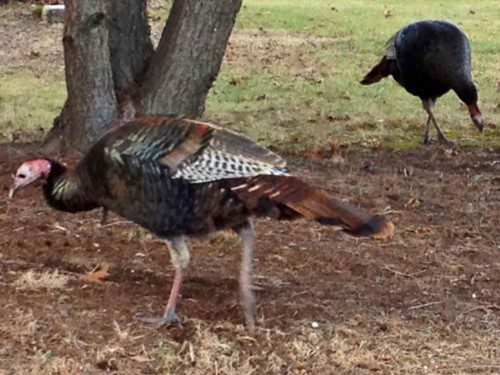 A FLOCK OF WILD TURKEYS was spotted at the corner of Elm Street and Eustis Avenue yesterday around 3:45 p.m. (Colleen Riley Photo)