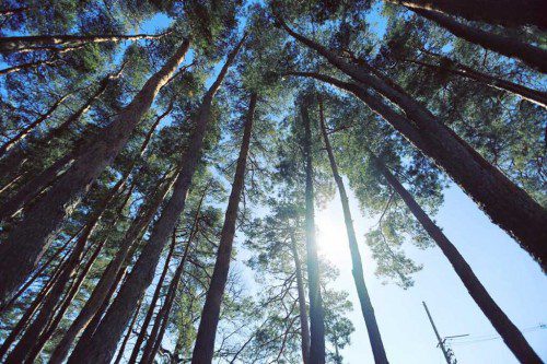 MATT SURETTE WAS in Hall Park on the banks of Lake Quannapowitt Sunday, looked skyward and snapped a photo.