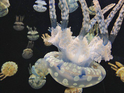 “JELLYFISH,” a Caroline Herzog Photo/National Geographic Kids My Shot