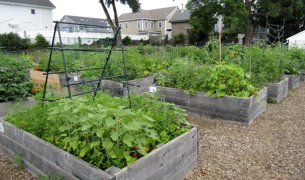 Community Garden 2025 JJ Rounds Wakefield