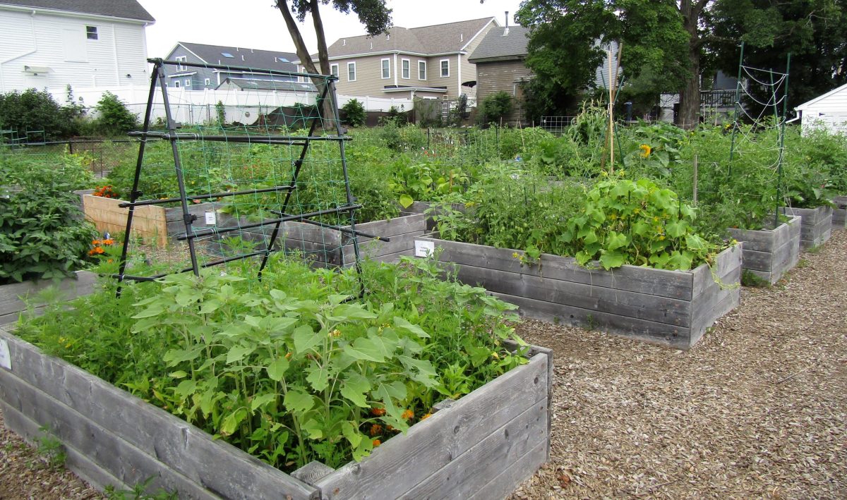 Community Garden 2025 JJ Rounds Wakefield