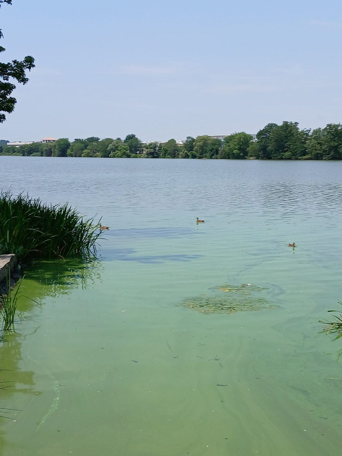Green lake q